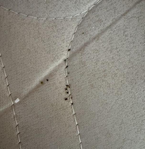 A white mattress with bedbugs visible along the seams.