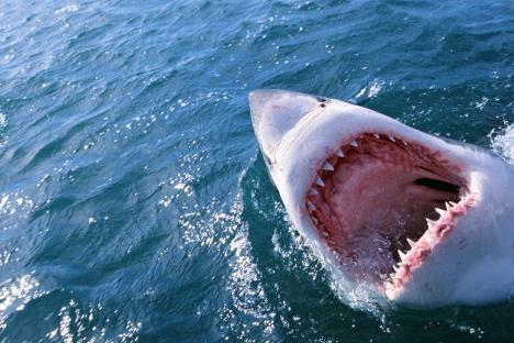 Med shark attack hotspots as map reveals where beasts have struck after dad mauled to death off Israeli tourist beach
