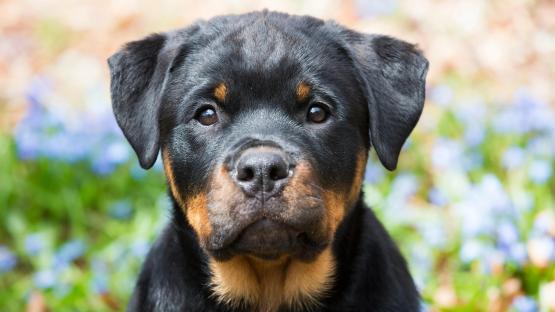 How YOUR dog is targeted by cruel thieves & why you’ll ‘NEVER’ get them back – as breeds most in demand are revealed