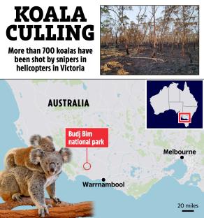 Map showing koala culling in Victoria, Australia, with an image of koalas and a burned forest.