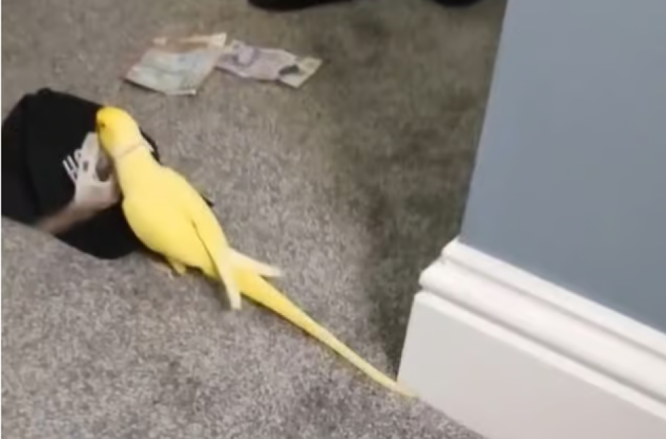 Yellow parrot near a black hat.