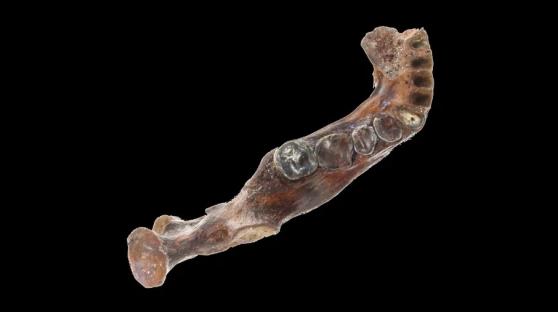 Ancient Denisovan jawbone.