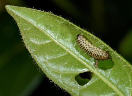Close-up of a gooseberry sawfly larva feeding on a leaf.