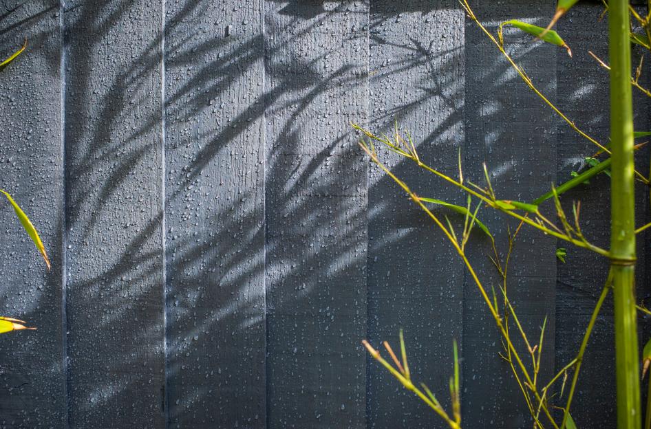 Bamboo shoots and shadow against a gray fence.