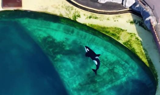 Orca swimming in algae-covered pool at abandoned marine park.