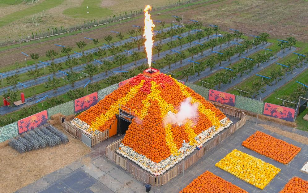 Pumpkin volcano made from 5000 pumpkins erupting with flames and smoke at Cammas Hall Farm.