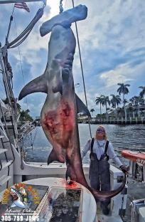 Large hammerhead shark hoisted onto a boat with a person standing beside it.