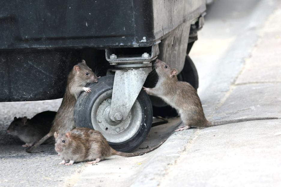 Our street is plagued by monster rats… we can’t open our windows & are terrified they have rabies & will bite our kids