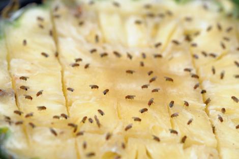 Many fruit flies on a piece of pineapple.