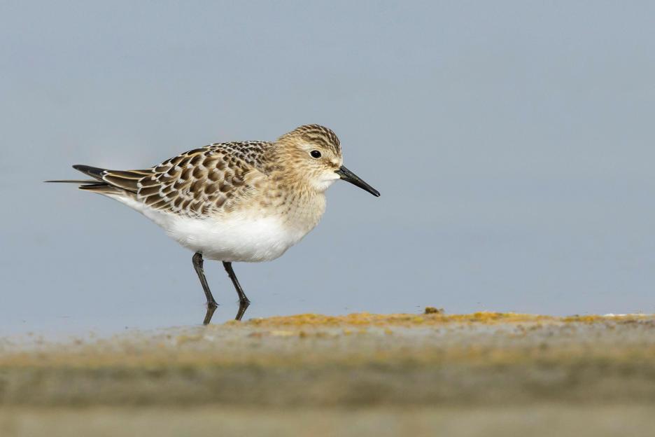 Birdwatchers Gather at UK Lake to Spot 'Rare' North American Bird