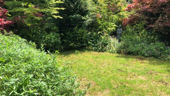 Overgrown lawn with patchy moss, weeds, and a statue.