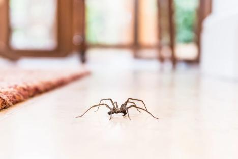 The 35p trick to keep spiders out of your home for good – and it works instantly