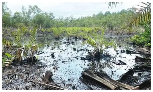 B-Dere oil spill: Environmental activists demand swift intervention