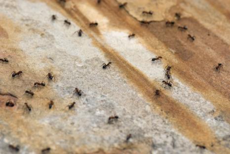 Kitchen staple is perfect for keeping bugs away from your garden – it’s only 35p