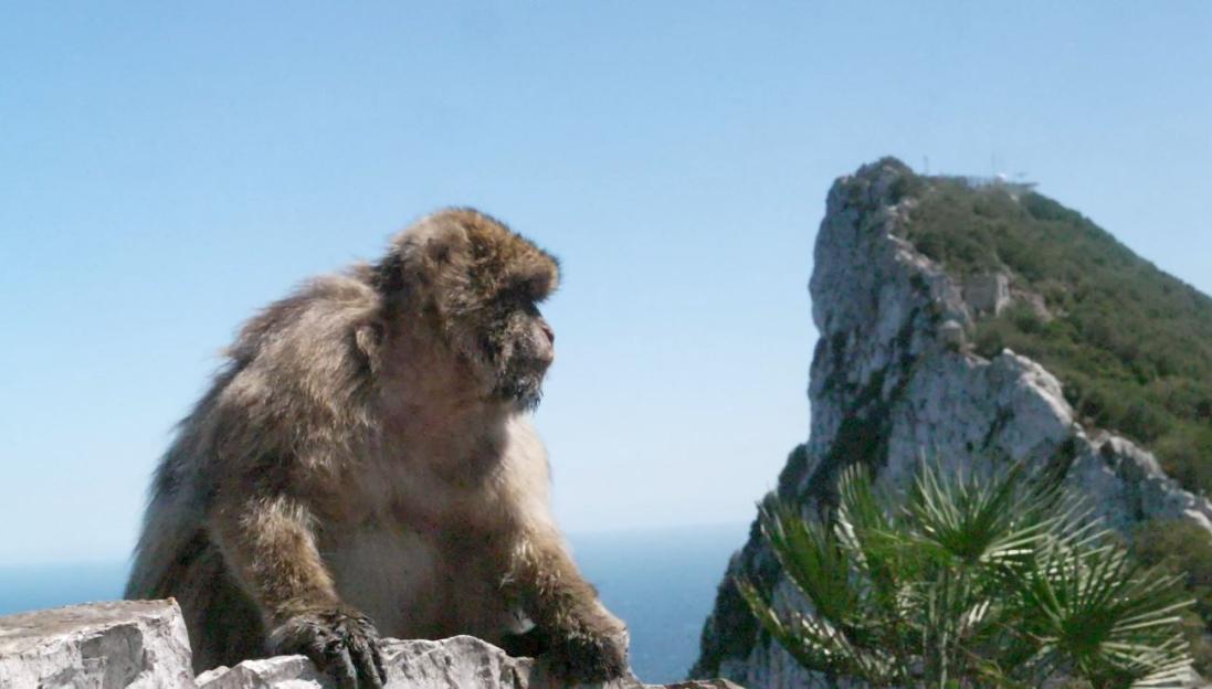 Monkey sitting on a stone wall with a rock formation and ocean in the background.