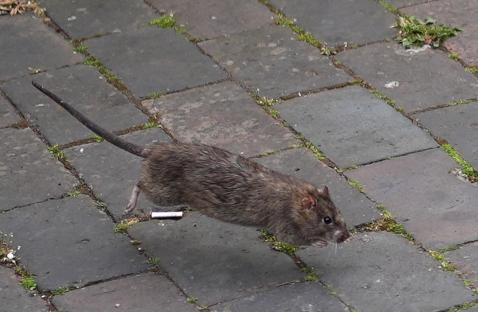 Rat running across pavement toward trash bags.