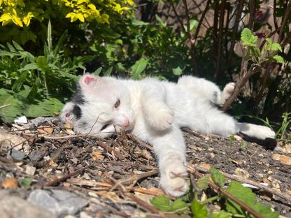 A white cat with black markings lying on the ground.
