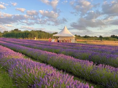 Five beautiful flower fields across the UK to visit this summer – and some have free entry 