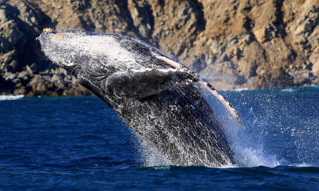 A humpback whale breaching out of the water, with water splashing around it.