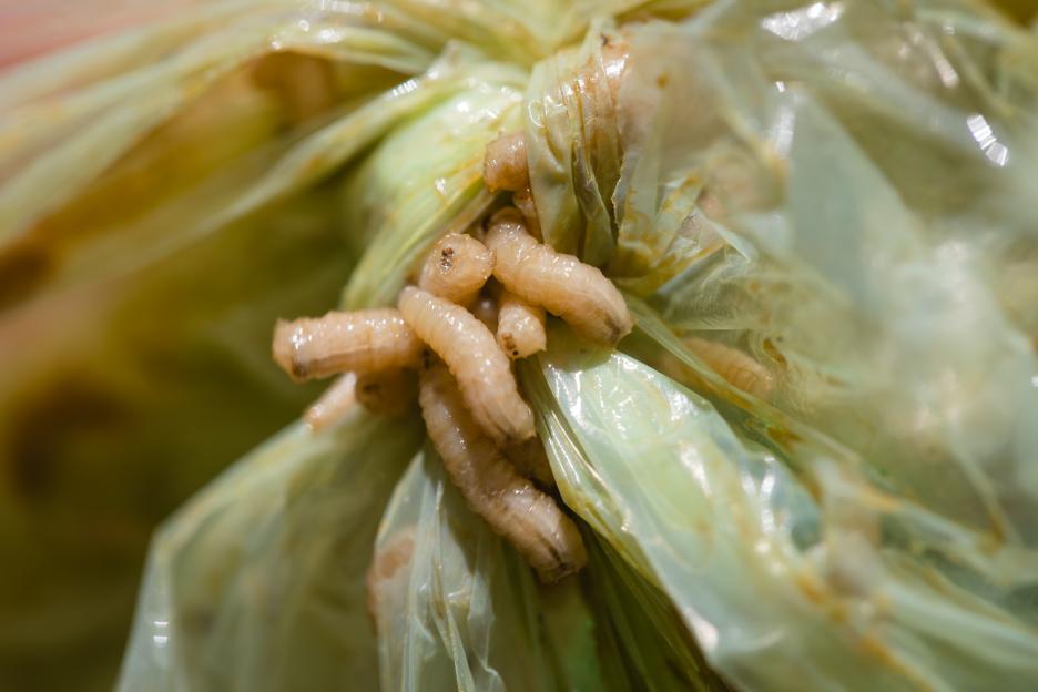 Lots-maggots-plastic-bags-920891758