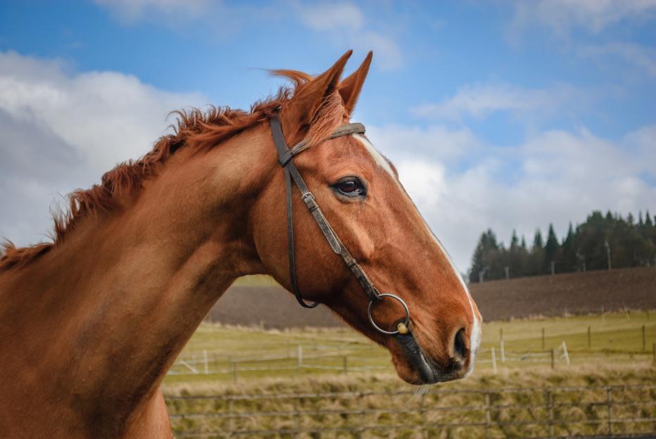 Close-up of a chestnut horse's head in a bridle.