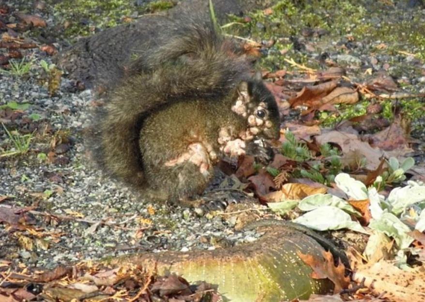 Squirrel with sores.