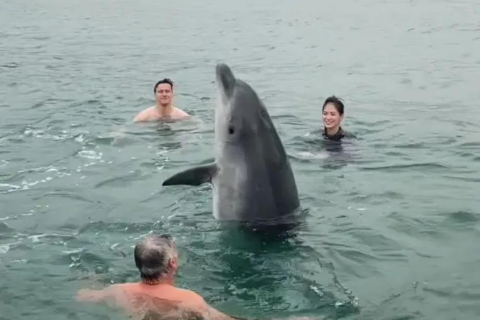 Who is Reggie the dolphin and why have UK swimmers been warned to keep clear?