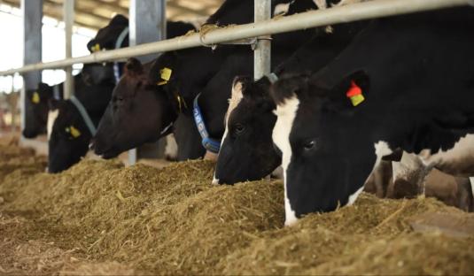 Championing sustainability in Nigeria’s dairy sector