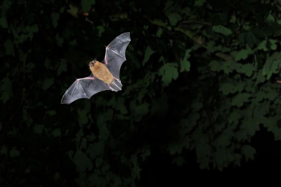 Common/Bandit pipistrelle bat hunting at twilight.
