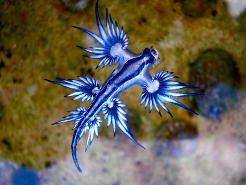 Blue dragon sea slug.
