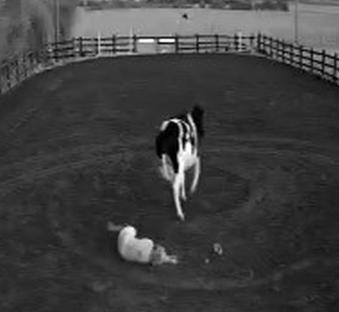 A cow trampling a woman in a farm.