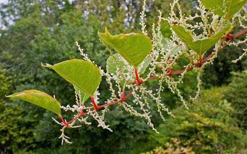 Major warning over ‘beast’ invasive plant as gardens across the UK set to see ‘super growth’ this month