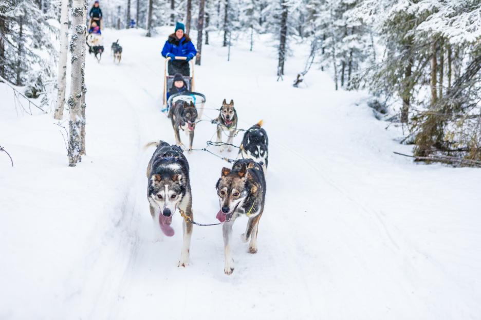 Activities in Lapland