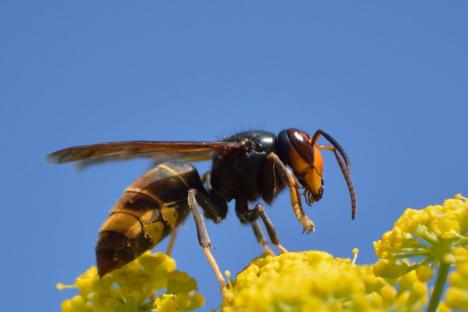 Warning as ‘unprecedented’ number of killer Asian hornets invade Britain this spring – steps to take if you get stung
