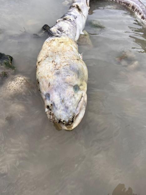 Unidentified Sea Creature Washes Ashore on Popular UK Beach – Can You Identify It?