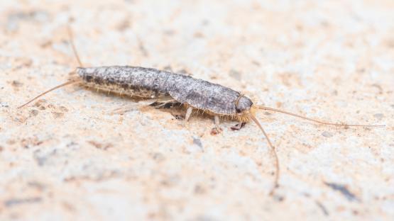 Close-up of a silverfish on a floor.