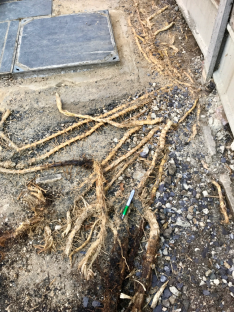 Highly invasive plant roots breaking through pavement.