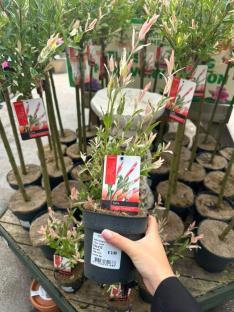 Hand holding a small potted Salix plant.