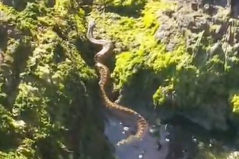 Urgent Easter holiday warning as poisonous snake spotted at UK beach hotspot with more to come as temperatures rise