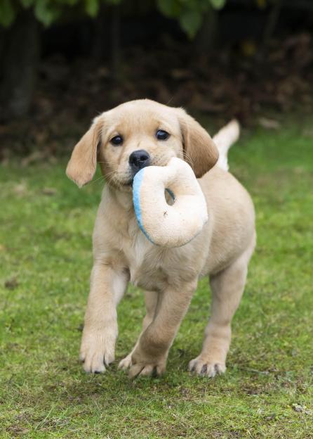 An eight-week-old guide dog puppy with light brown fur, named Pretzel, holding a soft, round, white and blue toy in its mouth while walking on a grassy lawn.