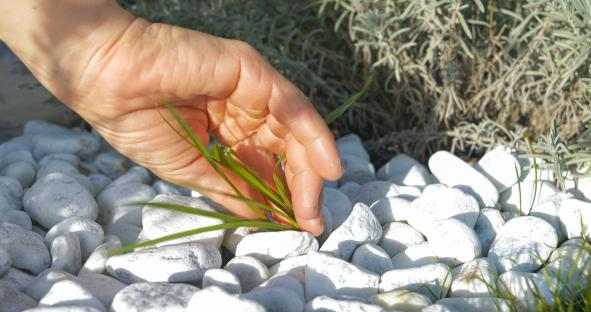 A hand pulling weeds from a gravel garden bed.