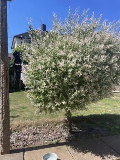 Variegated willow tree in a garden.