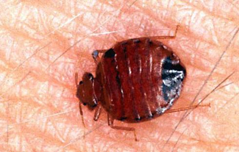 Close-up of a bed bug on human skin.