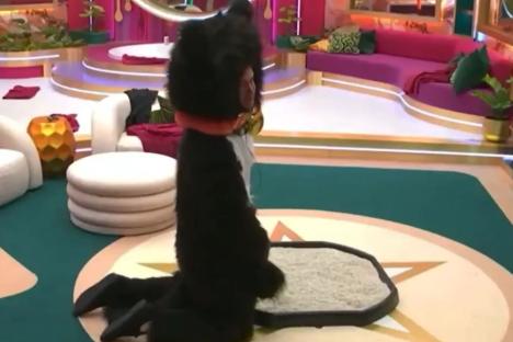Chris Hughes reveals his family’s reaction to controversial CBB cat litter tray stunt as he shares WhatsApp chat