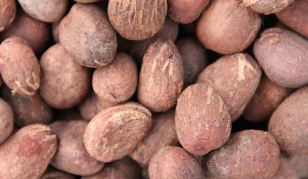 Shea nut price collapses by 30% amid Nigerian govt export ban – CPPE
