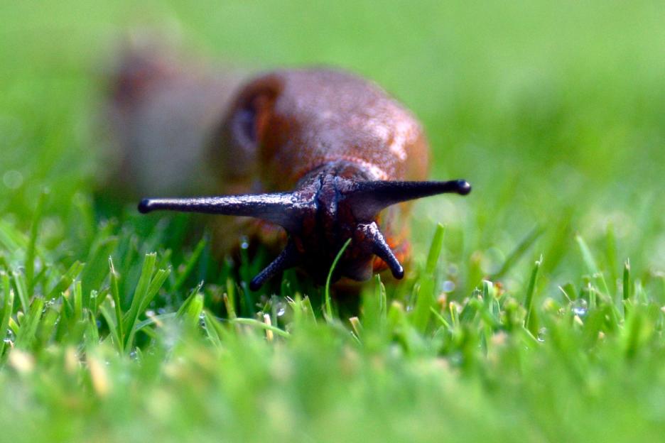 Gardening expert reveals 8 simple hacks to banish slugs & snails from your garden -including 65p kitchen cupboard staple