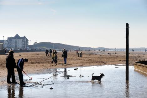 People and dogs on a beach in the sun.