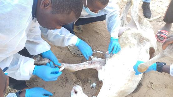 Mexico records first human case of screwworm myiasis