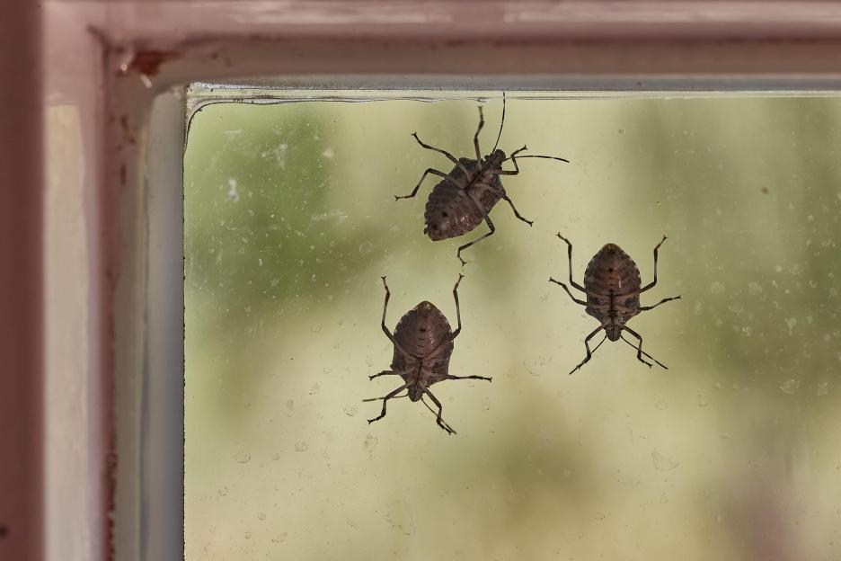 Three stink bugs on a windowpane.