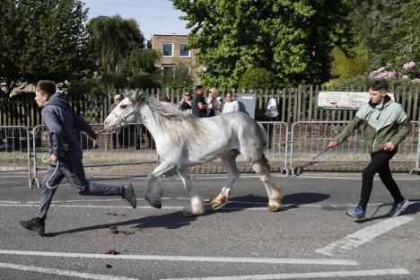 A grey horse being led down a street at a horse fair.